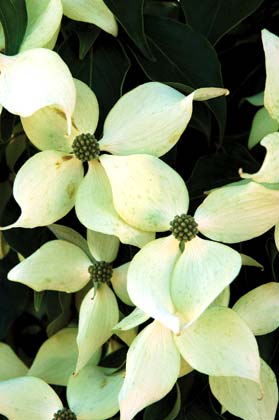 Kousa Dogwood Flowers