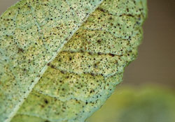 Leaf stippling caused by  lace bugs sucking out the chlorophyll 