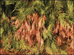 Branches affected by Seiridium canker die all the way to the tipsunlike natural needle drop which occurs on the inner part of coniferous branches.