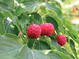 Dogwood Fruit