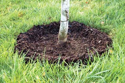 Mulch forming a tree ring.