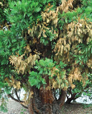 Seridium Canker in cedar tree