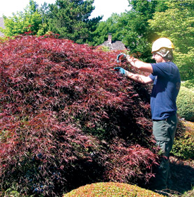 Japanese Maple being pruned. 