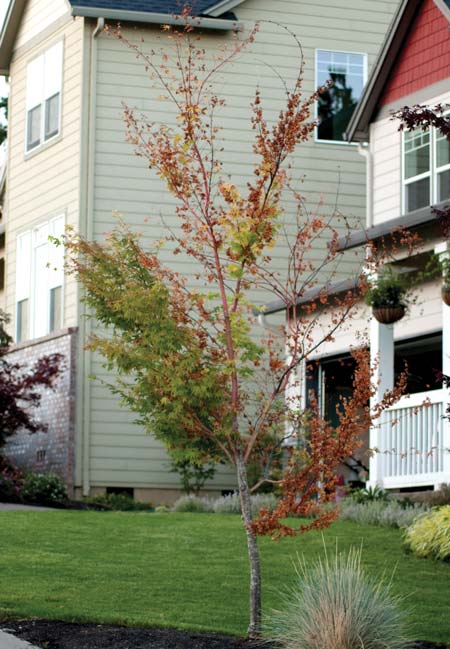 Maple suffering from Verticillium wilt.