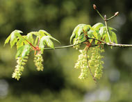 Flowers of bigleaf maple tree.