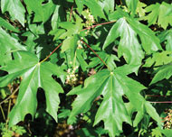 Large green leaves of the bigleaf maple tree.