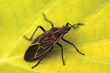 Boxelder bug on leaf