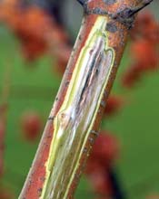 Boxelder bug on leaf