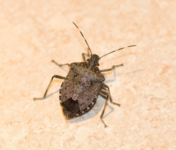 Stink bug