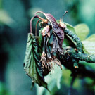 Cherry blossom damaged by blight