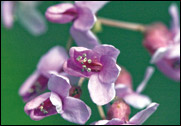 Blooms  of the Eastern Redbud