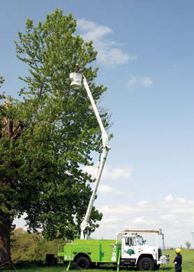 The Riding Whip Tree is pruned using the bucket truck.