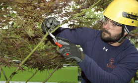 A Japanese Maple gets pruned by Brian French.