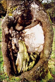 This oak tree with a large trunk wound is one example of a decay pocket. 