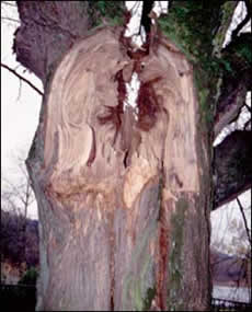 Trunk cracks are not always obvious as in this tree. Be sure to inspect both the trunk and large branches.