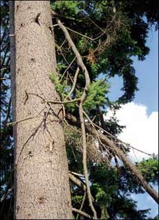Hanging dead branches in this Douglas-fir are likely to fall and should be removed immediately.