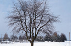 winter image