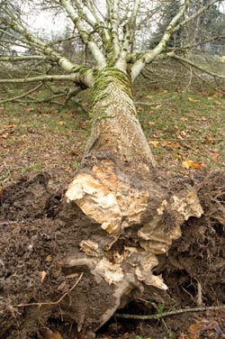 Failed tree due to girdling roots.