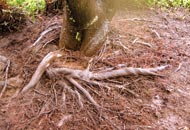 Girdling roots growing around the truck will eventually choke the tree.