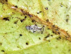 Adult Lace Bug: so named for the lace-like  network of veins on their translucent wings