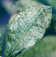 Tar spots (excrement) from the lace bugs 