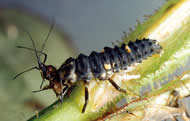 lady beetle larvae