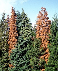 Port Orford Cedar hedge dying from Phytophthora
