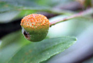 Crabapple Rust