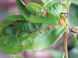 Crabapple Rust