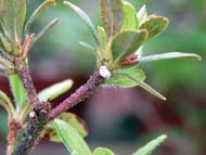 Azalea bark scale shown on an azalea also 
may be found on rhododendrons.