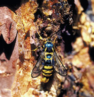 The Sequoia Pitch Moth resembles a yellow jacket