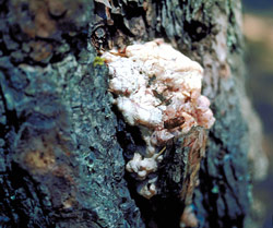 Sequoia Pitch Moth’s feeding injury causes the tree to produce copious amounts of unsightly resin