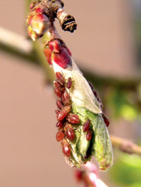 Aphids suck plant fluids from leaves, buds, stems, and bark.