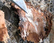 White, creamy, paper thick fan shaped sheets of fungus strands (mycelium) can be seen growing over sapwood when the bark is removed