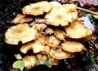 Honey colored filled mushrooms may appear in late autumn during rainy periods