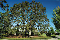 Oak tree in Oak Ridge Estates after extensive pruning