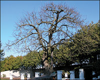 Historic Apple Tree in Vancouver