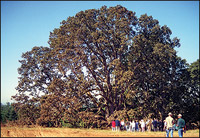 The Signature Oak Tree at the Oregon Garden