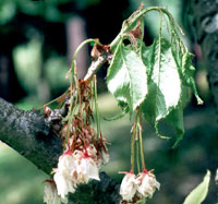 Diseased flowers wilt, turn brown and are covered with masses of spores