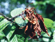 Leaf, bud and stem dieback occurs