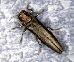 Adult Bronze Birch Borer