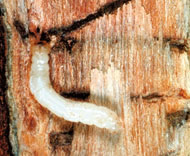 Bronze Birch Borer