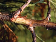 A sunken canker on branches is a telltale sign of Seiridium
		     canker disease.