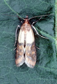 Adult Codling Moth