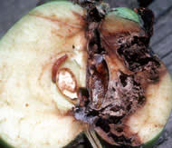 Codling Moth damage in apple