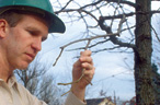 examination of a tree limb