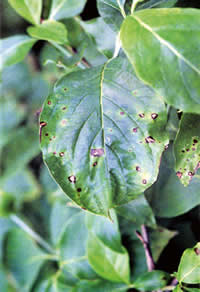 Leaf blotch symptoms caused by Dogwood Anthracnose