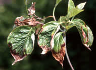 Pink Dogwood leaf displaying early symptoms of Anthracnose