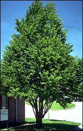 Katsura Tree