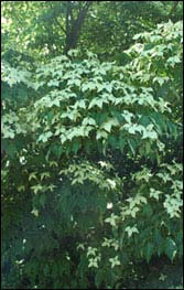 Korean Dogwood